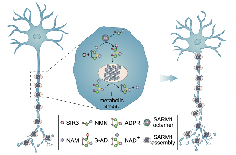 20250826-Nature Chemical Biology -王晓东-1.SARM1两步激活促进轴突变性的机制示意图.png