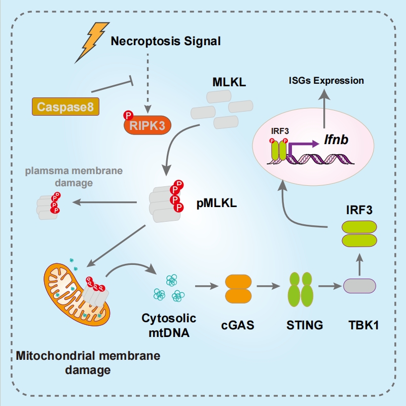 20250707-Mol Cell -王晓东-2. 王晓东团队揭示程序性坏死细胞激活自身Ifnb表达的机制.png