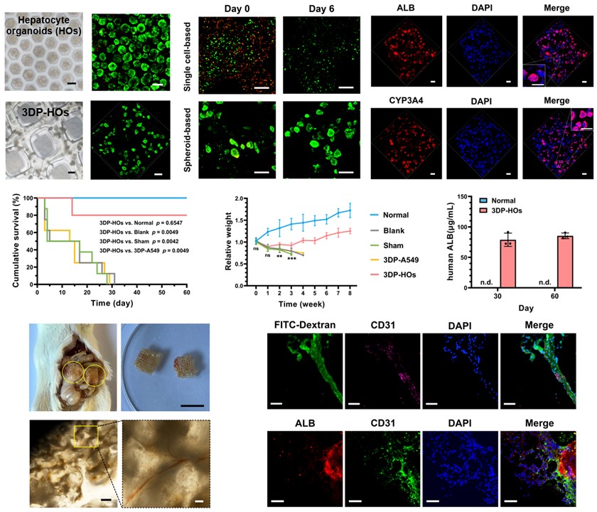 20250307-华体会娱乐平台机械系孙伟、庞媛课题组与北京大学昌平实验室邓宏魁团队合作研发3D打印肝类器官用于肝衰竭治疗研究-机械系-图2:基于细胞团簇打印策略构建的肝组织模型(3DP-HOs)显示出良好的生物活性和肝功能表达,肝衰竭小鼠移植治疗效果显著,在长期体内移植中与宿主形成血管连接.jpg