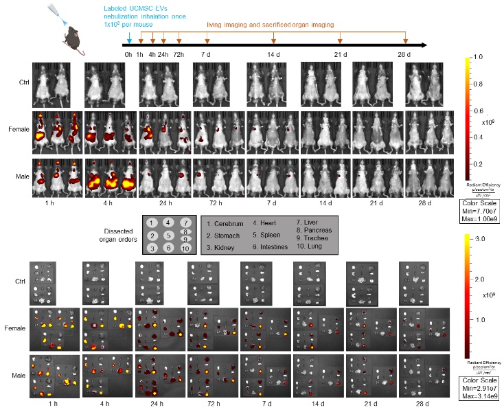20250604-雾化外泌体吸入后小鼠体内分布和临床前肺纤维化治疗效果-常智杰-科研成果.jpg