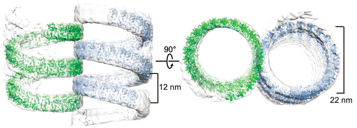 20250826-Nature Chemical Biology -王晓东-2.TIR结构域结合SIR3-ADPR后形成平行排列的超螺旋结构.png