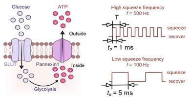 20230822-机械系微流体课题组在ECMO溶血机制研究中取得重要进展-机械系-红细胞疲劳的生理机制.jpg 20230822-机械系微流体课题组在ECMO溶血机制研究中取得重要进展-机械系-红细胞疲劳的生理机制.jpg
