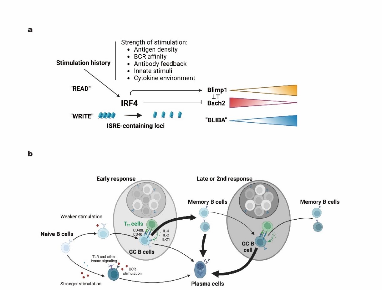 20240705-IRF4表观印迹调控B细胞分化模型-祁海-科研成果.jpg