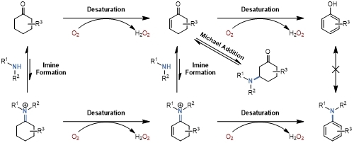 20250409-Angew. Chem. -刘臻-5. 酶催化苯胺合成反应的推测过程.jpg