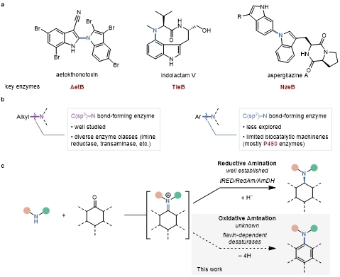 20250409-Angew. Chem. -刘臻-1. 苯胺类化合物的生物合成新策略.jpg