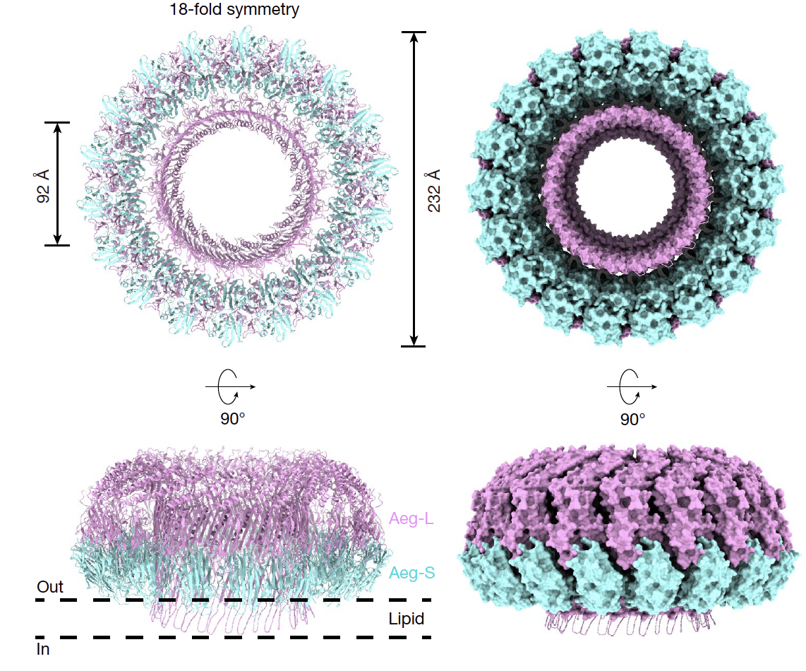 20250731-Nature -徐墨-2.Aeg-S 与 Aeg-L（Aeg-SL）孔道复合物的冷冻电镜结构解析.png